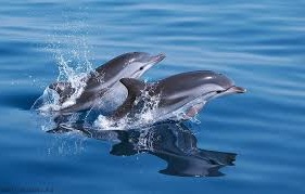 Dauphins